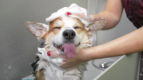 laver-chien-shampoing-bain